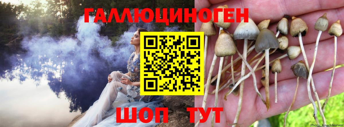 Полысаево  Псилоцибиновые грибы прущие грибы  Вход с VPN 